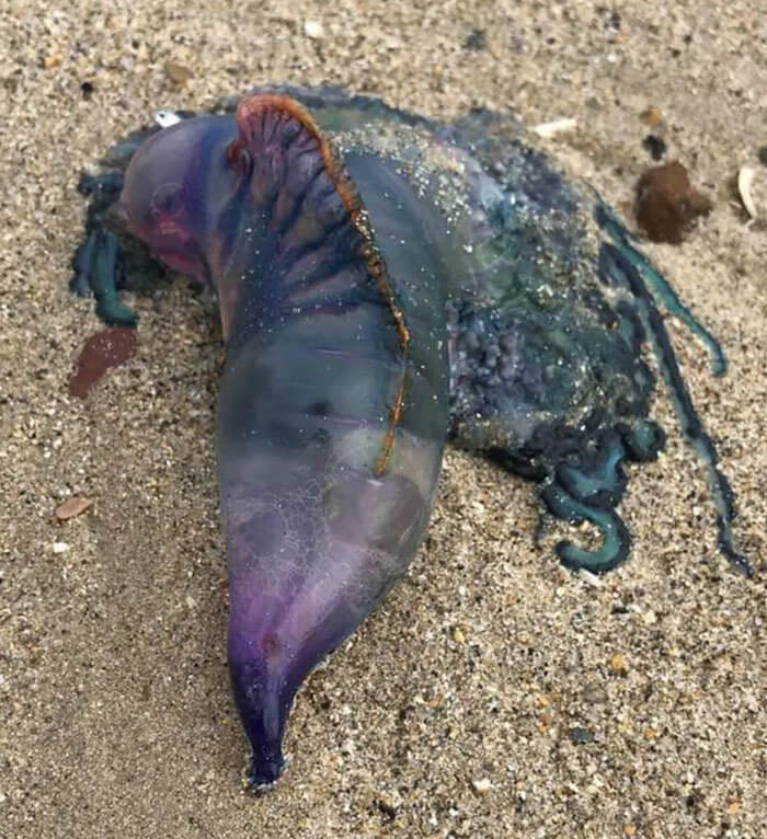 Found on the Beach in Normandy