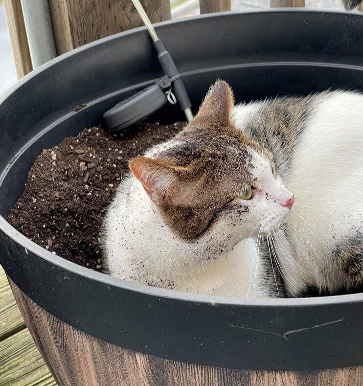 Why They Cover Their Waste to Mask Their Scent