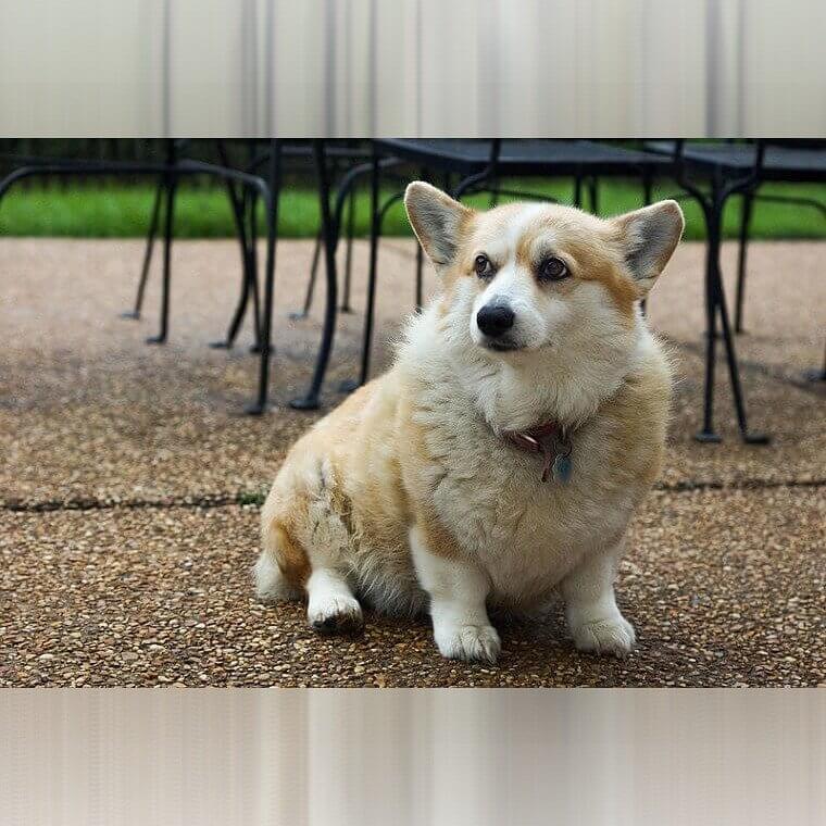 Pembroke Welsh Corgi