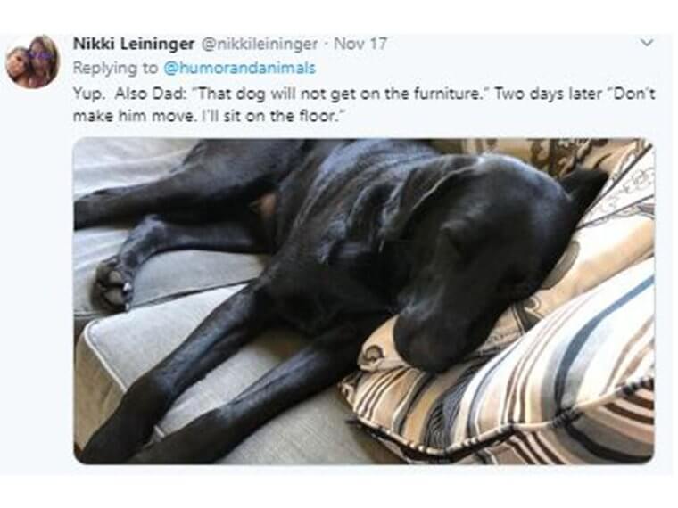 “Keep Dogs Off The Couch” Says Dad…