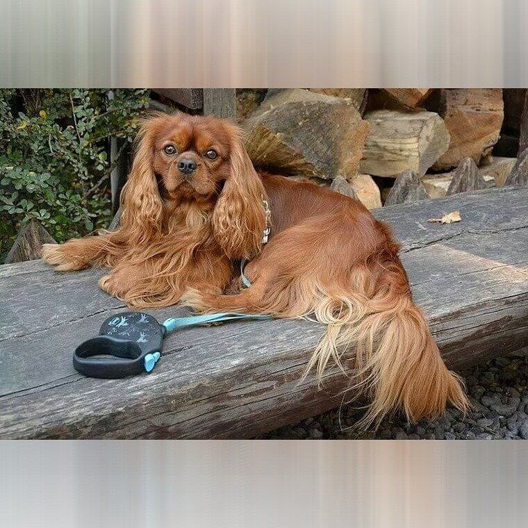 Cavalier King Charles Spaniel