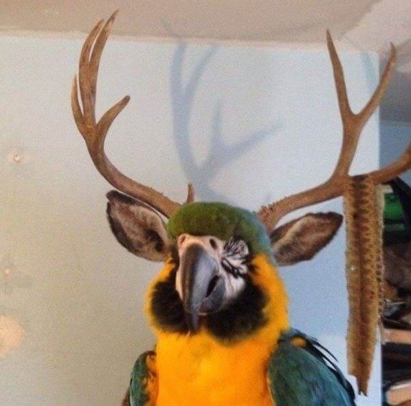 Oh Deer... Is That a Parratolope?