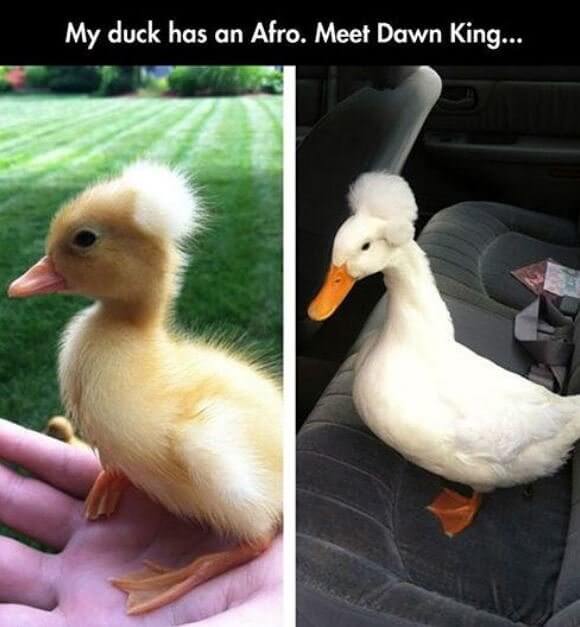 The Duck With the Afro