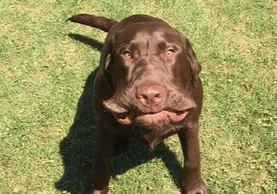 What Is Your Dog Saying When They Sneeze?