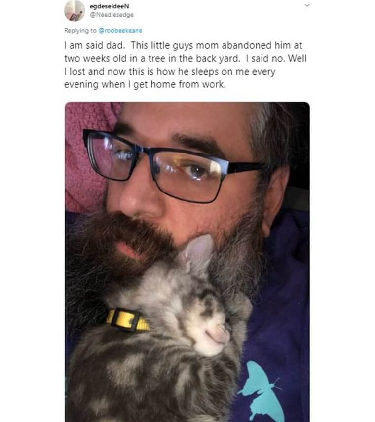 When Dad Said “No” To An Abandoned Kitten Until He Melted Dad’s Heart